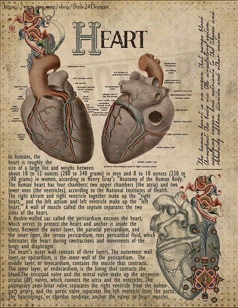 Witchcraft Apothecary, Vintage Medical Art, الجدول الدوري, Medical Poster, Medical Drawings, Mitral Valve, Coronary Artery, Heart Anatomy, Medical Wallpaper