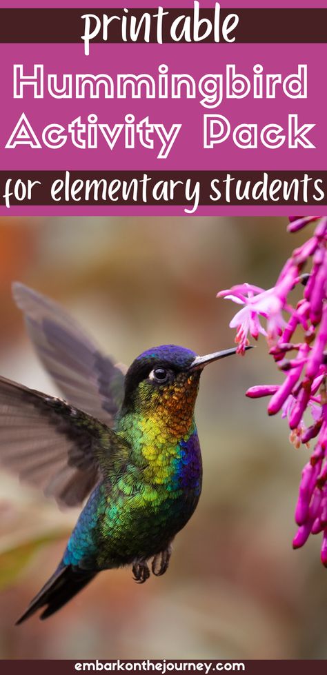 Hummingbird Crafts For Kids, Hummingbird Activities, Hummingbird Craft, Migration Activities, Study 2023, Hummingbird Habitat, Hummingbird Migration, Kindergarten Poems, Bird Study