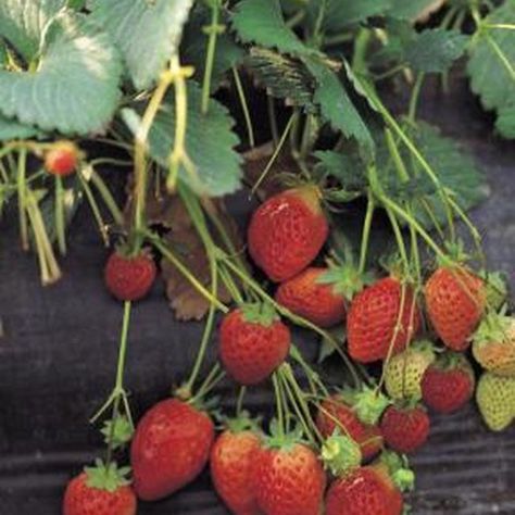 Keep your strawberries off the ground for the best quality yields. Strawberry Plant Runners, Types Of Strawberries, Strawberry Varieties, Strawberry Garden, Garden Vines, Growing Strawberries, Bottle Garden, Strawberry Plants, Fruit Garden