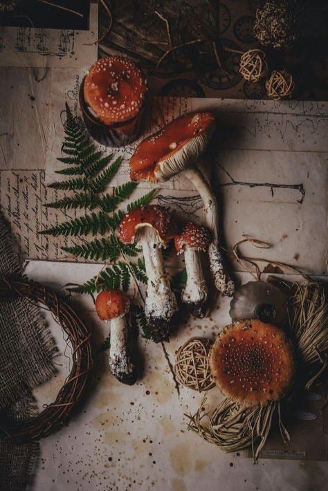 Forest Witch Aesthetic, Mushroom Core, Dark Cottage Core, Witch Core, Hemma Diy, Goblin Core, Dark Cottagecore, Magic Aesthetic, Cottage Core Aesthetic