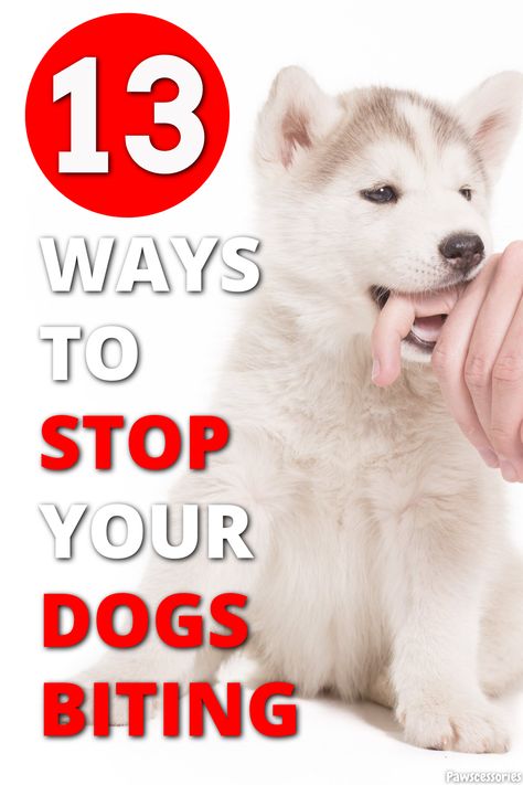 Tricks To Teach Your Puppy, Stop Dog From Biting, Dog Crate Training, Obedience Training For Dogs, Dog Tricks Easy, Short Dog Leash, Crate Training Dog, Dog Bad, Goldendoodle Grooming