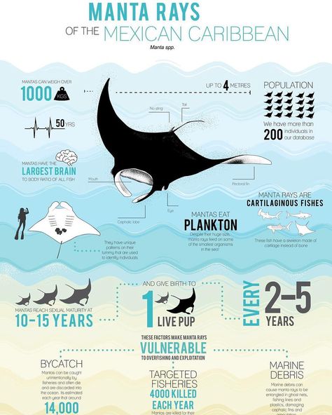 Shawn Heinrichs (@shawnheinrichs) Manta Ray infographic Fish Infographic, Oceanography Marine Biology, Info Poster, Animal Infographic, Ocean Stuff, Ocean Unit, Manta Rays, Save Our Oceans, Animal Study