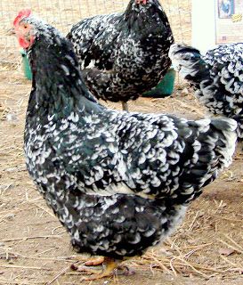 White Chicken Breeds, Java Chicken, Cochin Chickens, Black And White Chickens, Polish Chicken, Chicken Tractors, Fancy Chickens, Silkie Chickens, Chicken Life