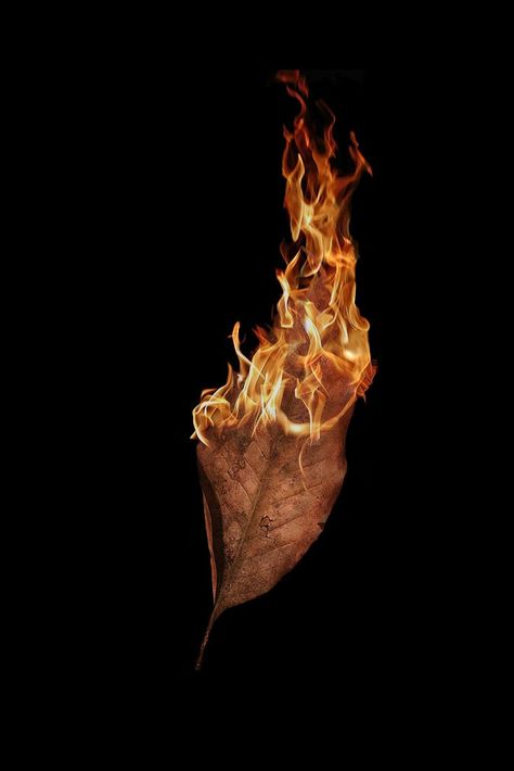 Dried leaves catch fire sooner, like wise dried demotivated minds catch negativity early. Be a fresh mind green mind and happy mind. #icontumblr #pinterestideas #koltukşalı #igneaski #pintrest #tumblrthemes #örgühırka #pinterestwin #pinterestphoto #pinterestinspired Pin Trest, Happy Mind, Happy Minds, Dry Leaf, Leaf Wallpaper, Pinterest Photos, Green, Quick Saves