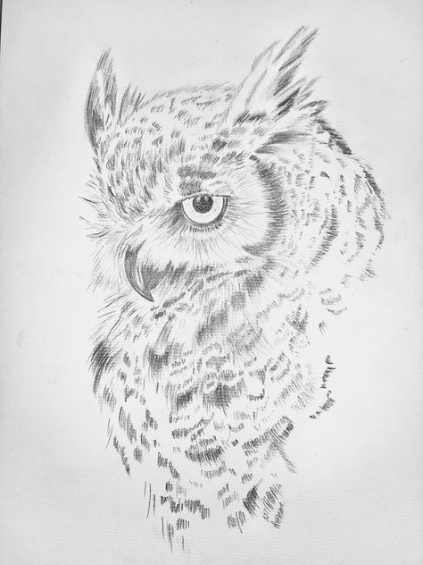 Owl Tattoo Design Sketches Drawings, Eagle Owl Drawing, Owl Drawing Sketches Simple, Owl On Branch Tattoo, Owl Design Drawing, Owl Sketch Drawing, Owl Drawing Sketches, Owl Tattoo Stencil, Owl Pencil Drawing