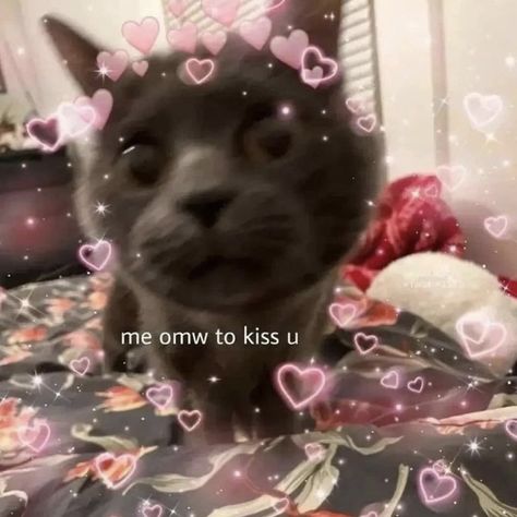 In Love Cat Reaction Pic, Sending Hugs Reaction Pic, Lets Kiss Reaction Pic, Sending Kisses Reaction Pic, I Love You Cat Reaction Pic, Muah Kiss Reaction, Kiss Cat Reaction Pic, Cat Reaction Pic Heart, Kiss Reaction Image