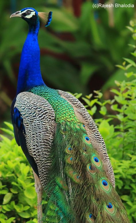 Indian peacock pic. By Dr. Rajesh B. From Gujarat Peacock Pics, Peacock Cake Topper, Peacock Flower Girl Dress, Nature Aesthetic Pictures, Tattoo Peacock, Aesthetic Bird, Peacock Bedroom, Embroidery Peacock, Indian Peacock