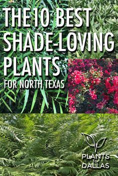 10 Best Shade-Loving Plants for North Texas -  suggested list of 10 landscape plants that thrive in shade gardens. Ditch Landscaping, Easy Garden Ideas Landscaping, Shade Loving Plants, Texas Landscaping, Texas Plants, Texas Native Plants, Backyard Shade, Shade Gardens, Landscape Plants