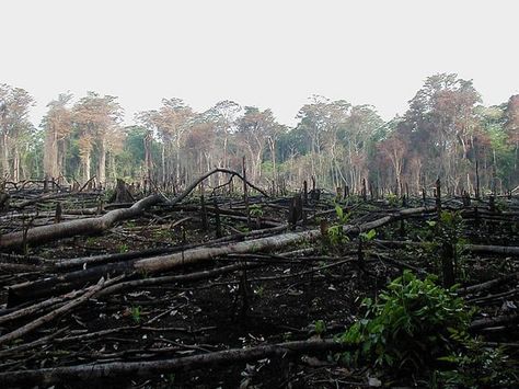 What are Top 25 Environmental Concerns? - Conserve Energy Future Deforestation Facts, Amazon Rainforest Deforestation, Guatemala Beaches, Rainforest Deforestation, Mass Extinction, Honduras Travel, Environmental Degradation, Habitat Destruction, Guatemala Travel