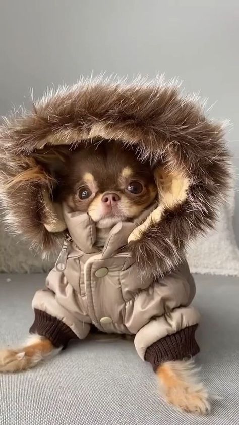 Baby Animals Cute, Psy Chihuahua, Wholesome Dog, Teacup Chihuahua Puppies, Dog Accesories, Cute Animals Puppies, Very Cute Dogs, Really Cute Dogs, Cute Chihuahua