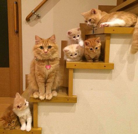 Kitteh Family Pic Gatos Cool, Cat Fun, Animal Fun, Söt Katt, Orange Cats, Mama Cat, Hilarious Memes, Cat Family, 웃긴 사진