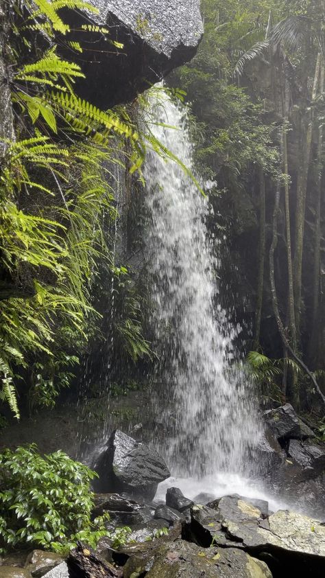 Curtis Falls [Video] | Amazing nature photography, Beautiful photos of nature, Cool pictures of nature Falls Video, Video Of Nature, Waterfall Video, Beautiful Nature Videos, Mt Tamborine, Natural Video, Book Flight, Natural Photo, Nature Story