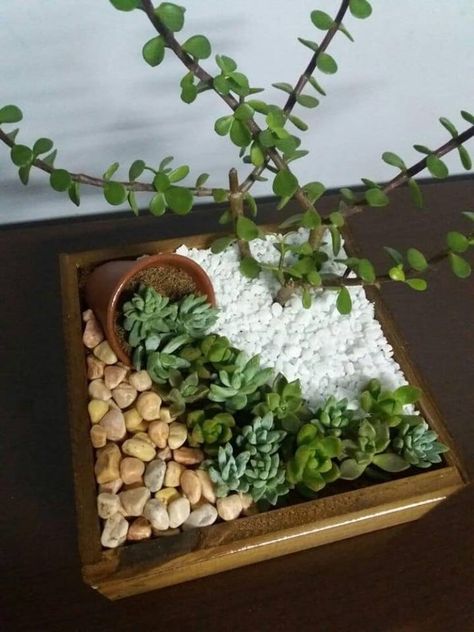 Cactus Indoor, Cactus Terrarium, Succulent Garden Design, نباتات منزلية, Succulent Garden Diy, Dish Garden, Succulent Gardening, Garden Terrarium, House Plants Decor