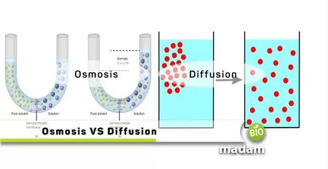 Diffusion And Osmosis, Diffusion Osmosis, Passive Transport, Natural Phenomena, Human Anatomy, Ecosystem, Anatomy, Science, Human