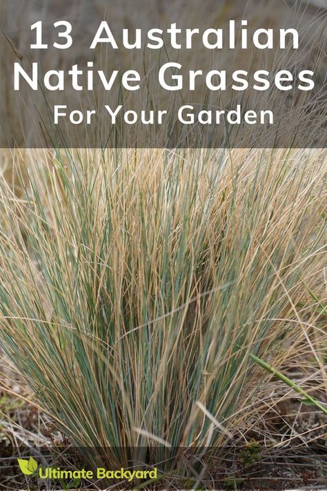 Discover the secrets of Australian native grasses. Our comprehensive guide unveils a range of these versatile plants that can bring magic to your outdoor space. From the alluring Dianella revoluta to the sophisticated Pennisetum alopecuroides, each grass boasts unique features that will elevate your garden. Photo by Harry Rose https://www.flickr.com/photos/macleaygrassman/9205049932/ https://creativecommons.org/licenses/by/2.0/deed.en Australian Grasses Landscape Design, Australian Native Grass Garden, Native Australian Grasses, Australian Native Plants Landscaping, Grasses Garden Australia, Native Australian Garden Design, Australian Native Grasses, Native Grasses Landscaping, Australian Native Cottage Garden