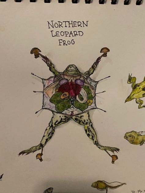 Frog Dissection, Frog Sketch, Frog Drawing, Frog Art, Craft Stuff, Ap Art, Body Drawing, Toad, Watercolor Painting