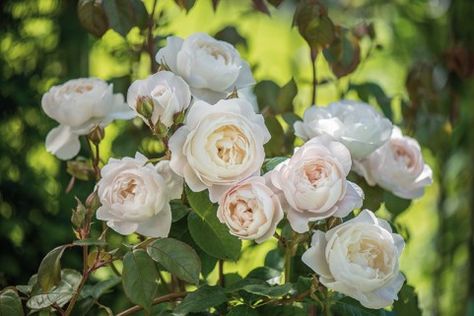 On naming the roses - Alice + Evangeline, Olivia + Amelia. Desdemona Rose, Deadheading Roses, Flowers For Painting, Rose Fertilizer, David Austin Rose, Rose Gardening, Roses Beautiful, Fragrant Roses, Fantasy Garden