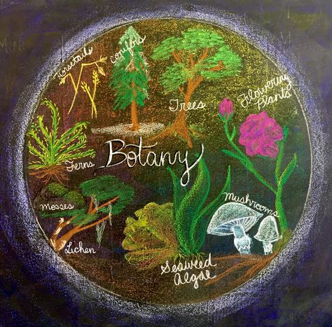 Botany ~ Waldorf ~ Grade 5 Chalkboard Pictures, Waldorf Kids, Waldorf Curriculum, Blackboard Drawing, Waldorf Teaching, Chalkboard Drawings, Poetry For Kids, Plant Fungus, Waldorf School