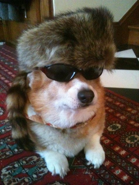 Davey Crockett, Corgi Clothes, Davy Crockett, Corgi Pictures, Polar Vortex, Corgi Funny, Corgi Butts, Corgi Puppy, Silly Dogs