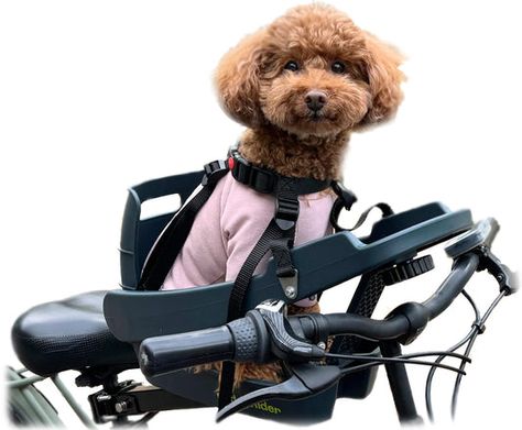 Jenny's Favorite Option For Biking Smaller Dogs Dog Bike Seat, Dog Bike Carrier, Dog Paw Protection, Dog Bike Basket, Bike Baskets, Dog Bike, Dog Bike Trailer, Dog Life Vest, Bicycle Ride