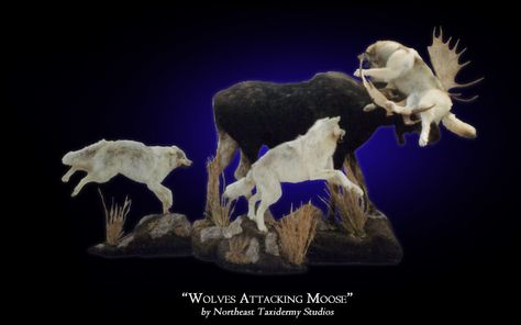 Wolves Attacking Moose Mounts Moose Mount, Pheasant Mounts, Fish Mounts, Animal Taxidermy, Taxidermy Display, Wet Specimen, Antler Art, Taxidermy Mounts, Vulture Culture