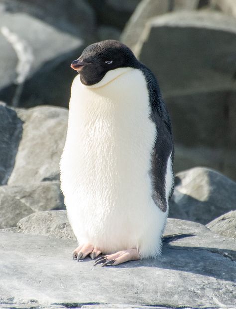 This adorable Adelie penguin's face says it all. Is it Monday? Rough morning? Woke up on the wrong side of the nest? Print of this digital photo now available! Galapagos Penguin, Funny Penguin, Penguin Pictures, Adelie Penguin, Penguins Funny, Penguin Love, The Nest, Cute Penguins, Office Wall