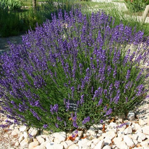 Lavandula Hidcote, Townhouse Garden, Broadleaf Evergreen, Soil Texture, Rock Garden Design, English Lavender, Perennial Shrubs, Lavender Plant, Pollinator Garden