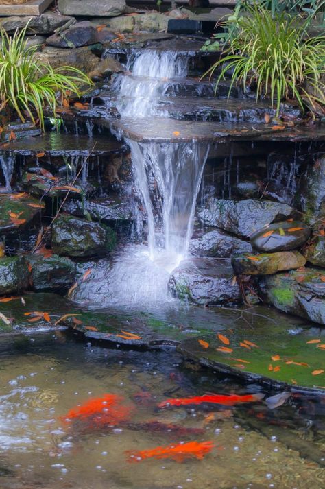 Waterfall Koi Pond, Amazing Waterfall, Koi Pond Design, Waterfall Ideas, Fish Pond Gardens, Kolam Koi, Garden Pond Design, Diy Garden Fountains, Garden Waterfall