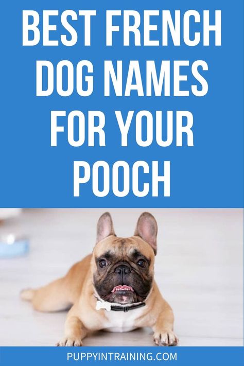 Best French Dog Names For Your Pooch: Our Top Picks French Dog Names, French Dog Breeds, French Name, French Dog, Famous Warriors, French Names, French Dogs, Puppy Snuggles, French Poodles