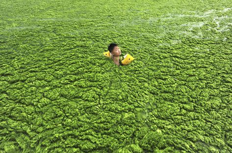 Boy Swims In Algae-filled Water, Qingdao, Shandong World Water Day, La Pollution, Water Day, Water Pollution, World Environment Day, Environment Day, Wonderful Picture, Environmental Issues, Natural Phenomena