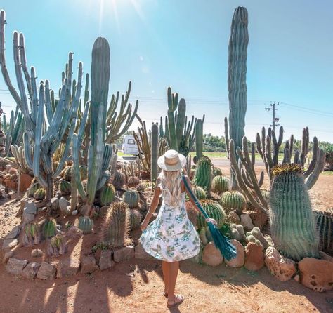 Cactus Photoshoot, West Coast Australia, Cactus Farm, Cactus Patch, Red Bluff, Land Before Time, Pink Lake, Natural Bridge, Perth Western Australia