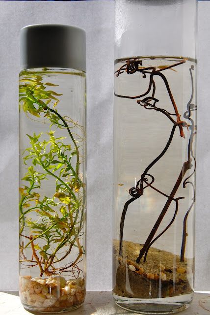 Ecojar - An entire aquarium ecosystem encapsulated in glass. A fun project for the kids and adults too. Ecosystem In A Bottle, Discovery Bottles, Paper Wings, Old Glass Bottles, Diy Aquarium, Sensory Bottles, Aquascaping, Cool Diy Projects, Ecosystem