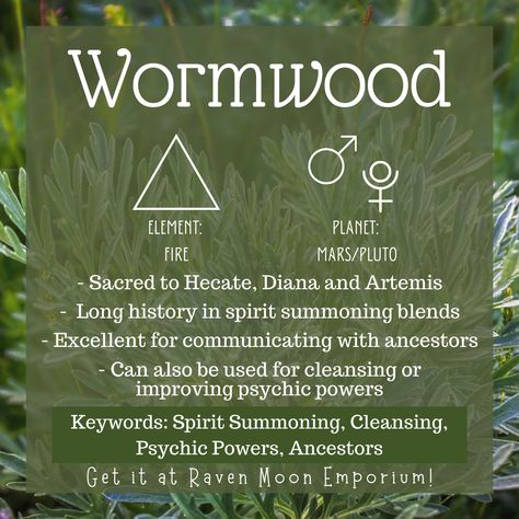 Wormwood, ruled by Fire, Mars, and Pluto, has a long history in Magick. This herb enhances psychic abilities and aids in Spirit Summoning. It has a strong connection to the dead making it an excellent herb for communicating with the Ancestors and assisting those not at rest to find peace. Wormwood is also a fantastic cleansing herb, often used as a sage replacement for those trying to stay away from White Sage. This herb is Sacred to Hecate, Diana, and Artemis. Ancestor Herbs, Summoning Spirits, Witchcraft Herbs, Goddess Magick, Spirit Communication, Magickal Herbs, Kitchen Witchery, Psychic Powers, Magical Herbs