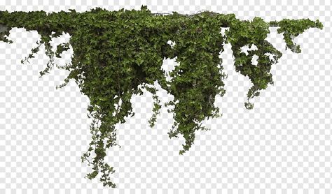 Ivy Houseplant, Plant Png, Trees Png, Plant Texture, Topiary Plants, Moss Plant, Cartoon Trees, Tree Icon, Grass Flower