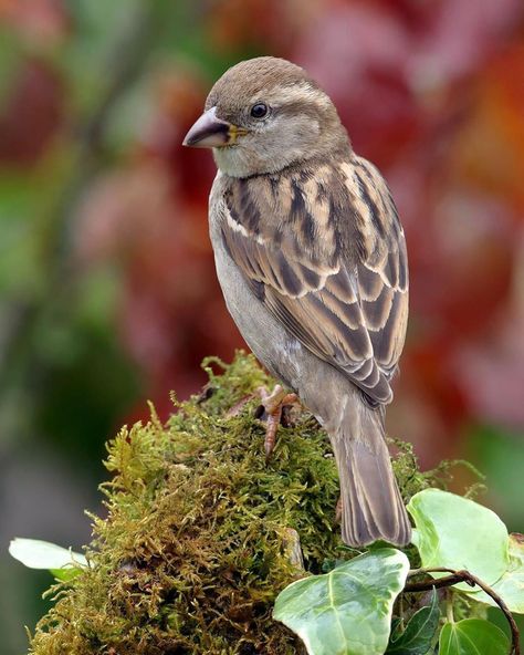 House Sparrow, Passer domesticus, female. #birdsofinstagram #housesparrow #passerdomesticus #female #lockdowngardenbirding #gardenbirds… Sparrow Pictures, House Sparrow Illustration, Female Sparrow, Red Headed Sparrow, Female House Sparrow, South African Sparrow, House Sparrow, Sparrows, Nature Birds