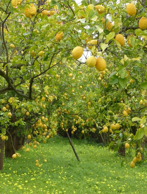 Fruit Orchard Aesthetic, Fruit Tree Aesthetic, Fruit Trees Backyard Aesthetic, Lemon Orchard Aesthetic, Fruit Tree Orchard, Fruit Trees Aesthetic, Lemon Trees Aesthetic, Lemon Orchard, Lemon Farm