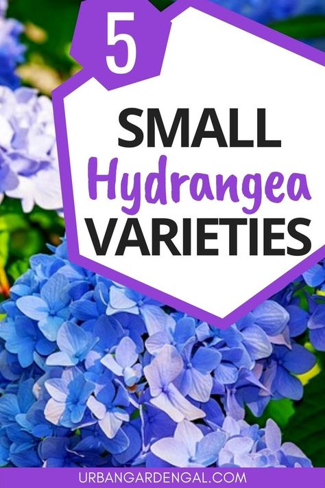 Small hydrangea varieties Hydrangea Shade, Flowers Feed, Colorful Shrubs, Hydrangea Landscaping, Hydrangea Varieties, Hydrangea Shrub, Types Of Hydrangeas, Urban Gardens, Hydrangea Colors