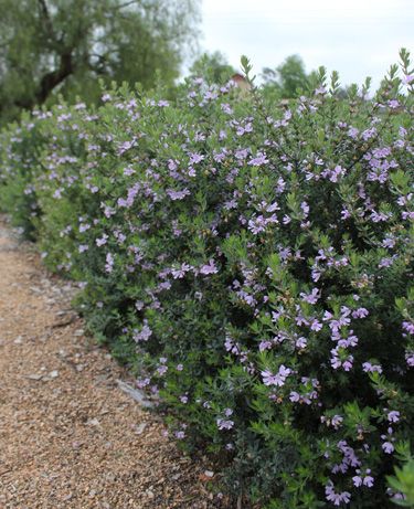 westringia naringa Westringia Fruticosa, Water Wise Plants, Dry Garden, Australian Native Plants, Mediterranean Garden, Rain Garden, Native Garden, Container Flowers, Back Gardens