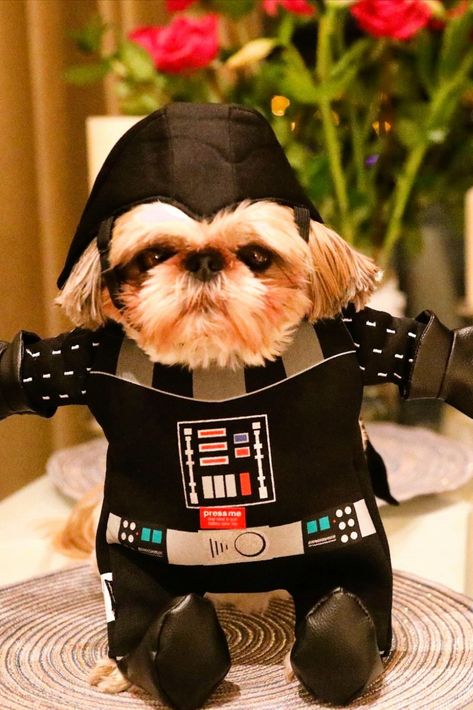 Click to get this Star Wars dog costume on Amazon Star Wars Dog Costume, Darth Vader Dog Costume, Darth Vader Dog, Dog Wearing Clothes, Boy Dog Clothes, Cute Dog Costumes, Dark Vador, Havanese Dogs, Star Wars Costumes