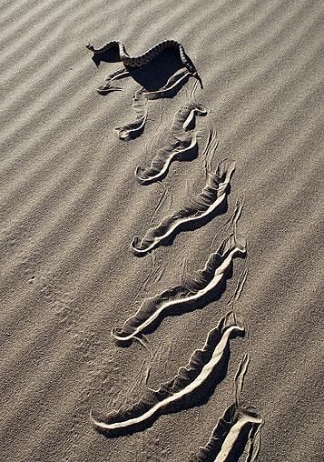 Sidewinder (rattlesnake) Snake Movement, Sidewinder Snake, Bushcraft Shelter, Desert Animals, Snake Venom, Snake Art, Animal Tracks, Beautiful Snakes, Sonoran Desert