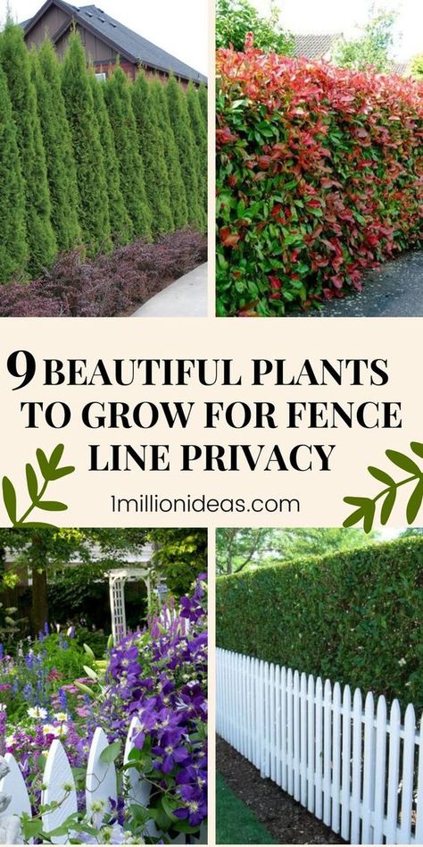 Garden Separation Ideas Plants, Front Yard Landscaping Ideas Privacy, Backyard Privacy Ideas Landscapes, Backyard Landscaping With Fence, Privacy Barrier Ideas, Modern Small Front Yard Design, Outdoor Privacy Plants, Privacy Mesh Fence Ideas, Yard Privacy Ideas Plants