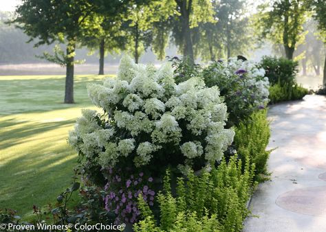 bobo hydrangea - Google Search Bobo Hydrangea, Hedges Landscaping, Hardy Hydrangea, Hydrangea Landscaping, Hydrangea Shrub, Hydrangea Varieties, Panicle Hydrangea, Limelight Hydrangea, Hydrangea Garden