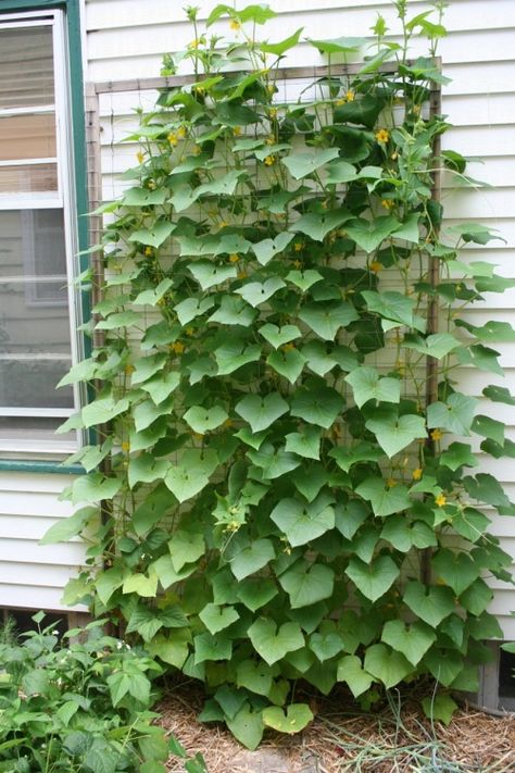 Cucumber trellis in my garden. I need to do this before my cucumbers get any bigger! Vertical Vegetable Gardens, Climbing Trellis, Cucumber Trellis, Box Garden, Cucumber Plant, Growing Cucumbers, Diy Trellis, Vertical Gardening, Home Economics