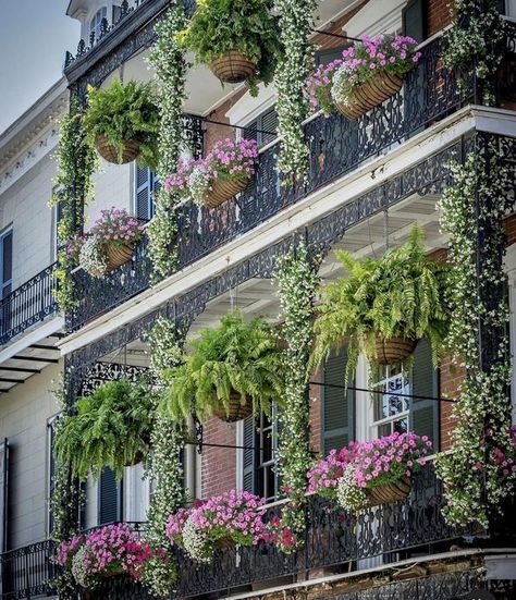 New Orleans Balcony, Exterior Balcony, Balcony Gardens, Small Balcony Garden, Iron Balcony, New Orleans French Quarter, Balcony Plants, The French Quarter, French Colonial