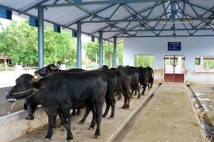 Cow Farm Design, Poultry Farm Buildings, Buffalo Farm, Cattle Facility, Dairy Farming, Cow Shed, Cow House, Farm Shed, Small Farms