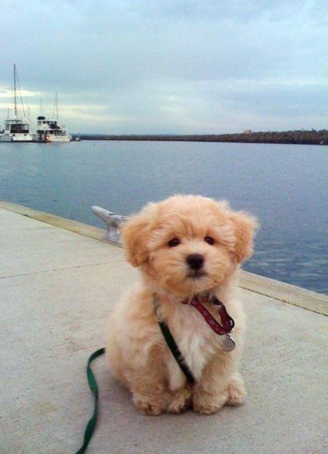 goldendoodle puppy Teddy Bear Dog, Bear Dog, Goldendoodle Puppy, Cairn Terrier, Bichon Frise, Cute Creatures, Small Dog, Big Dogs, 귀여운 동물