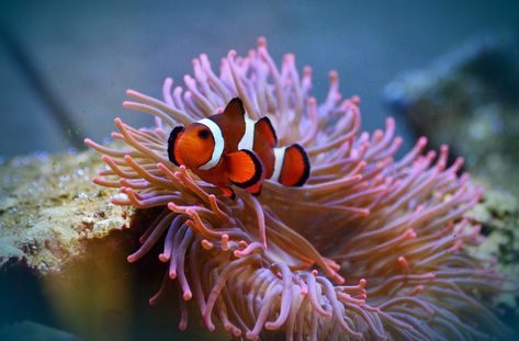 Anemone Fish Clown Amphiprion - Free photo on Pixabay Great Barrier Reef Diving, Marine Tank, Sea Anemone, Saltwater Tank, Clownfish, Marine Aquarium, Marine Fish, Pet Fish, Koh Tao