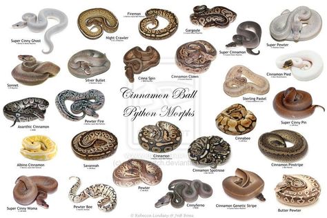 Python Enclosure Ideas, Ball Python Enclosure Ideas, Ball Python Enclosure, Python Enclosure, Ball Python Pet, Snake Enclosure, Python Morphs, Enclosure Ideas, Python Regius