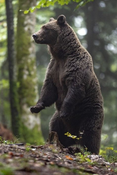 Bear In Woods, Kodiak Brown Bear, Animals Wallpapers, Animal Movement, Wild Animals Photography, Photography Animals, Bear Watercolor, Animals Photography, Big Animals