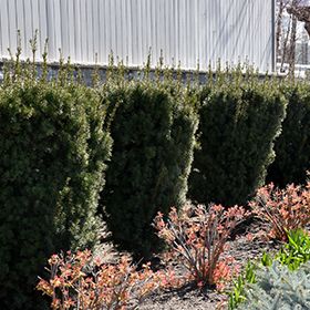 Click to view a full-size photo of Hicks Yew (Taxus x media 'Hicksii') at Arbor Farms Nursery Hicks Yew, Low Maintenance Shrubs, Fort Wayne Indiana, Farm Nursery, Full Size Photo, Top Soil, Evergreen Shrubs, Fort Wayne, Landscaping Plants